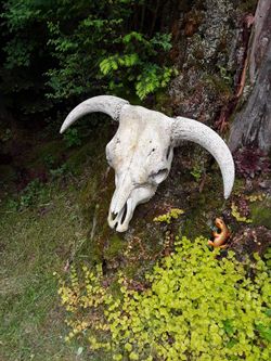 Bull Skull