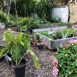 Plants For Sale-Indoor And Outdoor 