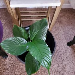 Dieffenbachia – Easy Care Indoor Plant 🌿