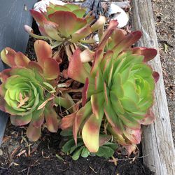 Free Succulents Free Cuttings