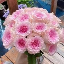 Rare European, Japan rose plants , Goddess of the Luo River