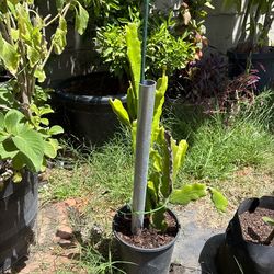 Potted Dragonfruit Plant