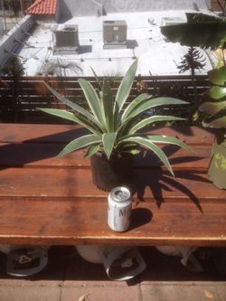 Drought tolerant plants