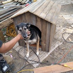 Dog House