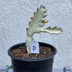 Euphorbia Lactae 