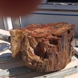 Beautiful Petrified Wood