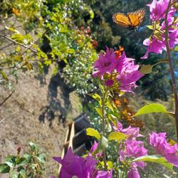 Plants 🪴 🌿 Veg / Fruit/ Herbs/Flowers