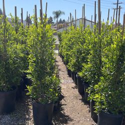 Ficus Nitidad 