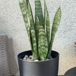 Snake Plant..