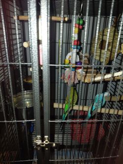 Bird cage