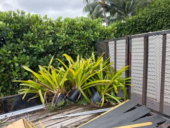 Plants free