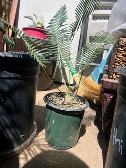 Dioon edule cycad