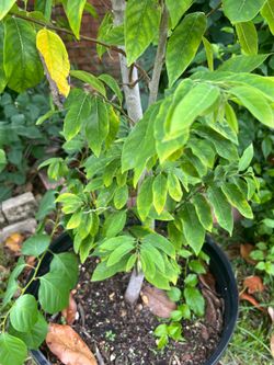 15g sugar apple tree for sale