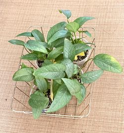 Cebu Blue Pothos Starters