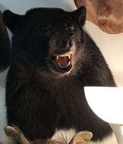 Black bear shoulder mount