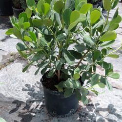Clusia Plants – 7 Gallon Size (Ready for Instant Privacy)