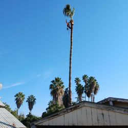 Any Palms Trees Any Tree Work 