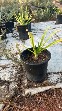 A Mary lilies plants