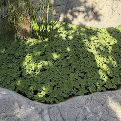 Water lettuce For $1