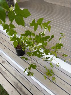 Berry Red Raspberry  (Outdoor Live Plant)
