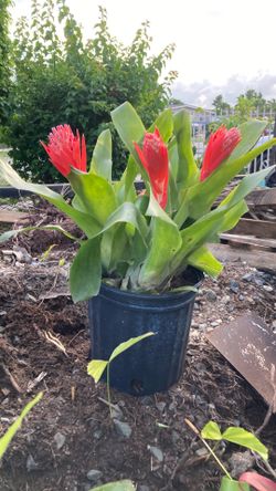Plantas