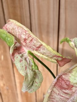 Beautiful plant Syngonium Confetti