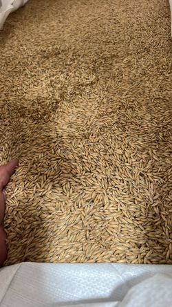 Organic Oats
