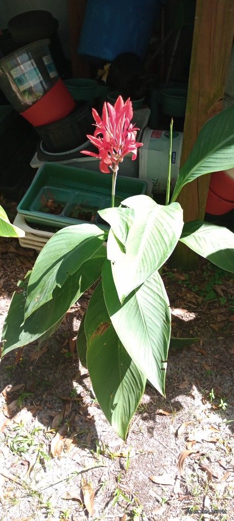 Red Canna Lilies $10 Each Plant