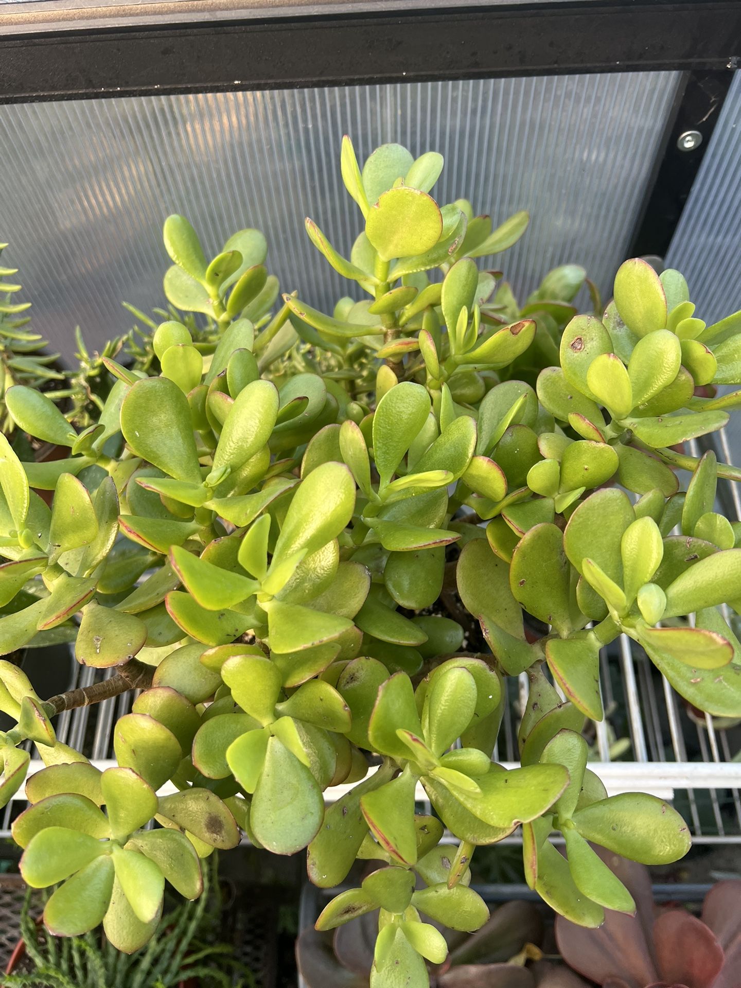 Jade Plant