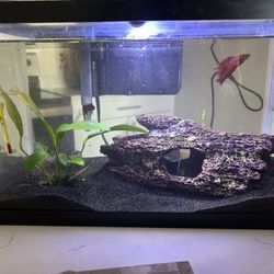 Betta Fish Tank 