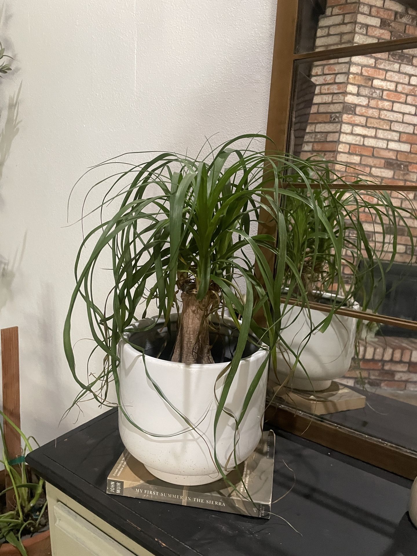 Ponytail Palm In Ceramic Pot