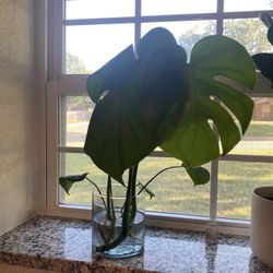 Monstera Delisiosa CUTTINGS-