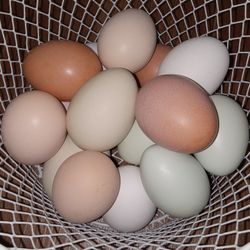 Local Farm Fresh Chickens Eggs - Colorful!