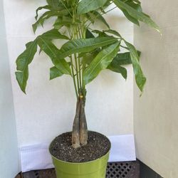 HERMOSAS PLANTAS NATURALES “MONEY TREE PLANT 