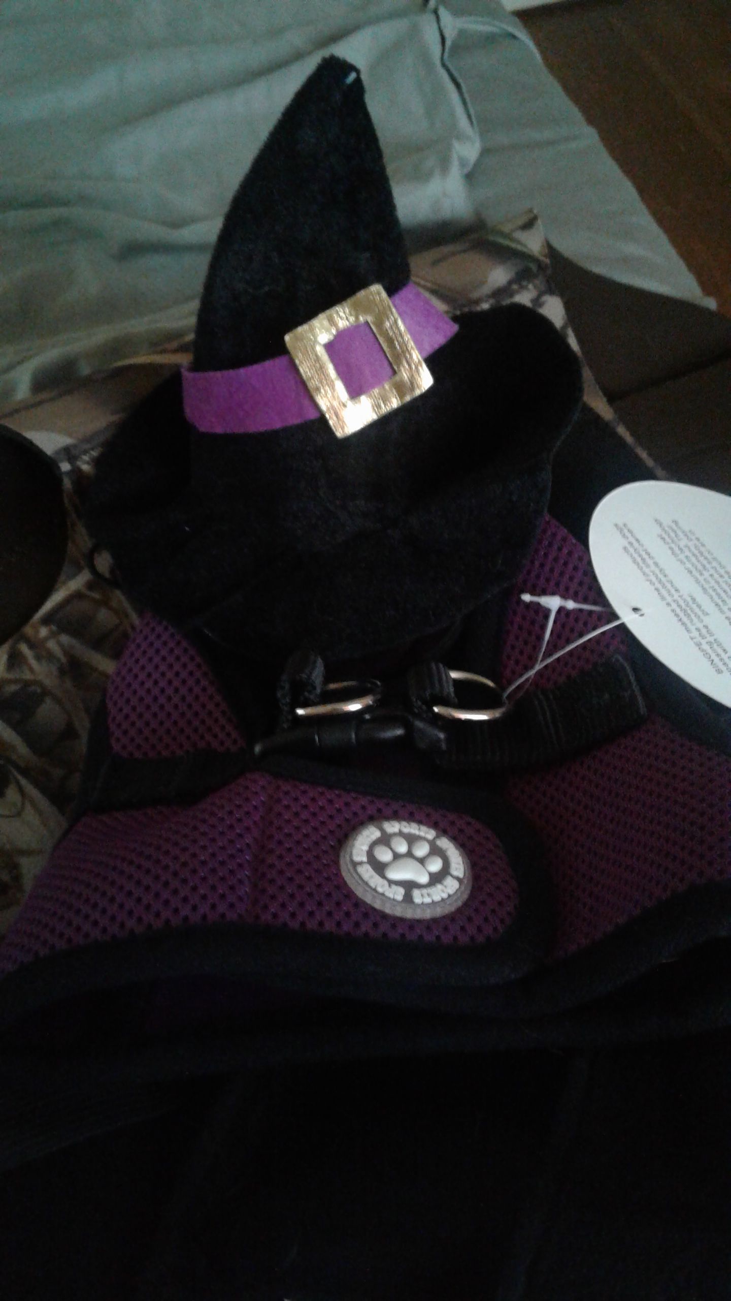 Small which hat and harness for dog