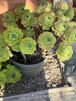 Plants