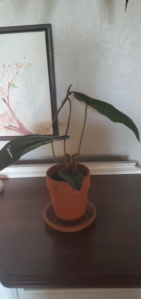 ANTHURIUM LUXURY JUNGLE