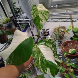 Monstera Albo