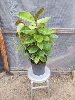 Moonshine Rubber Plant 3' Tall 10" Nursery Pot