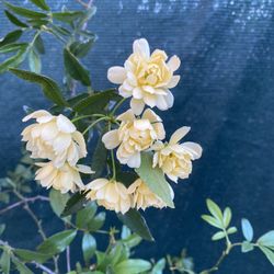 Lady Banks Yellow Climbing Rose Plant, In 5 Gallons Pot Pick Up Only