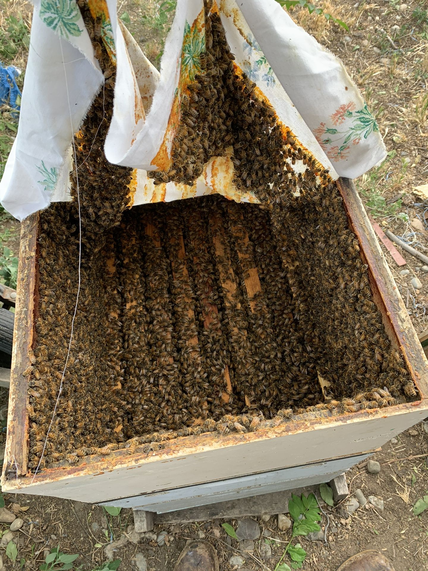 Free Honey Bee Removal