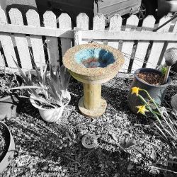 Bird Baths