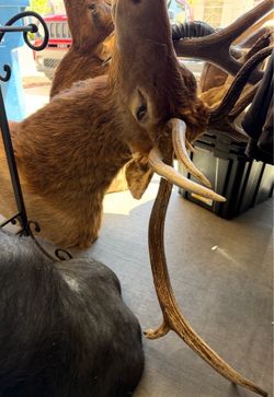 TAXIDERMY ROOSEVELT ELK