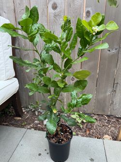Kaffir/Makrut Lime Container Plant