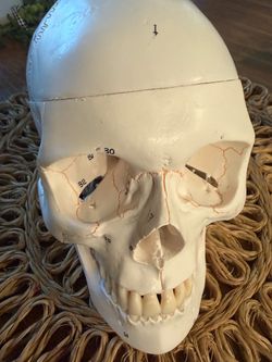Human Skull Anatomical Model with Numbered Labels