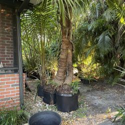 Coconut Palms For Sale 