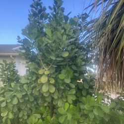 Clusia Perfect For Privacy