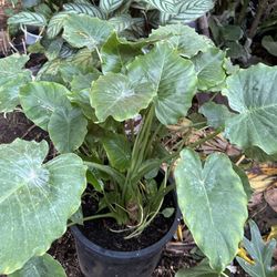 Alocasia plant
