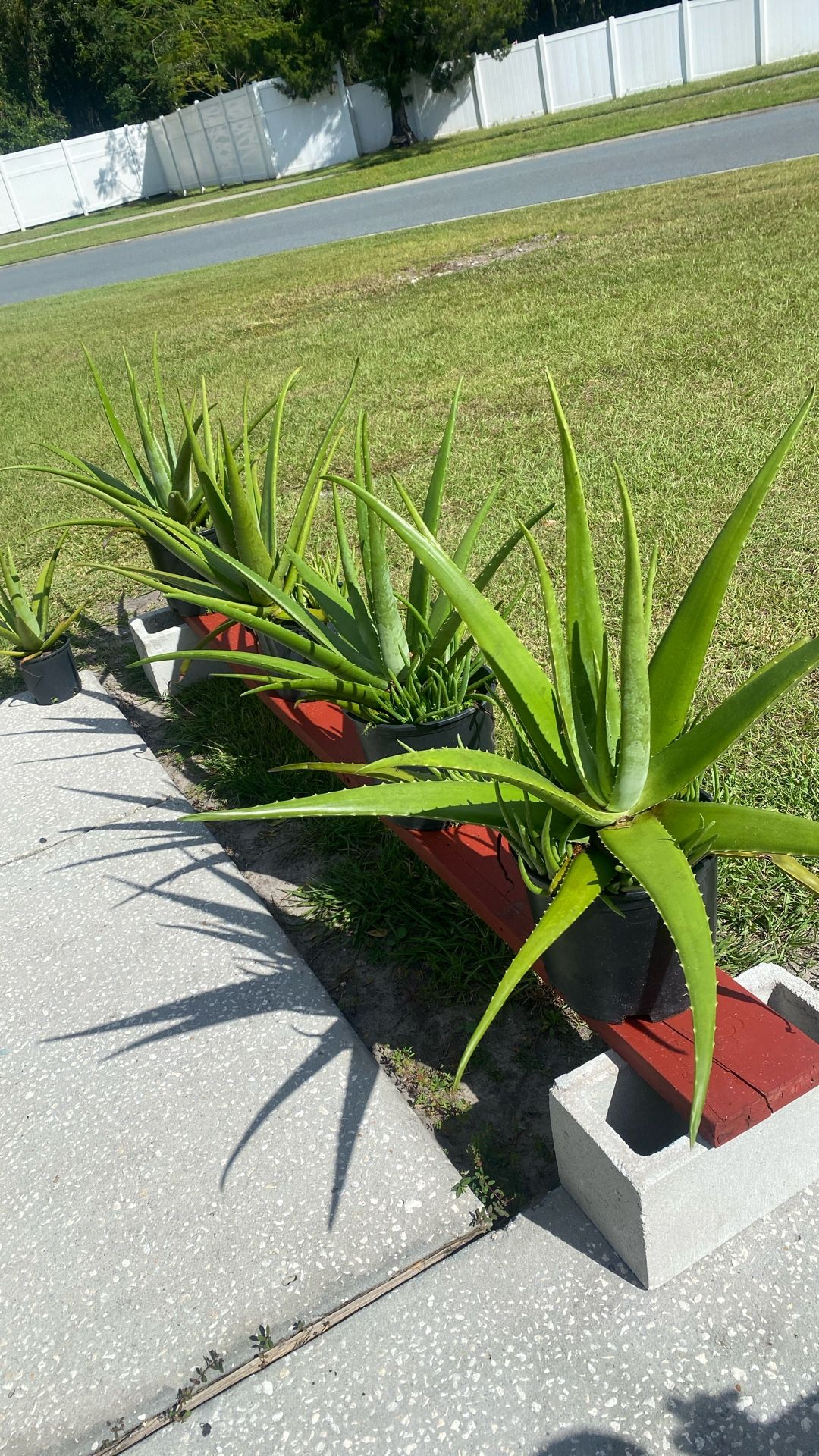Aloe Vera Plants