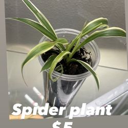 Spider Plant 